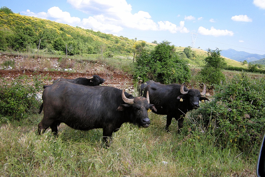 Clicca per vedere la Foto Originale