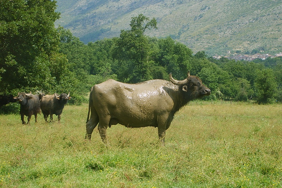 Clicca per vedere la Foto Originale