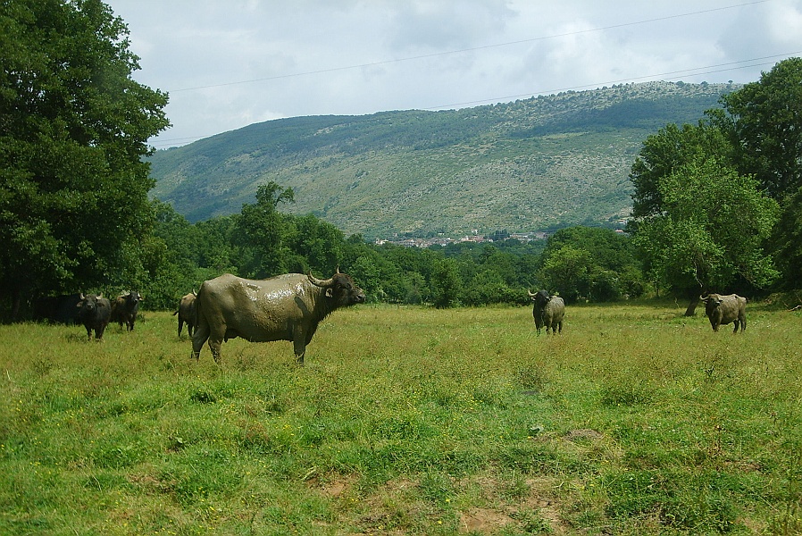 Clicca per vedere la Foto Originale