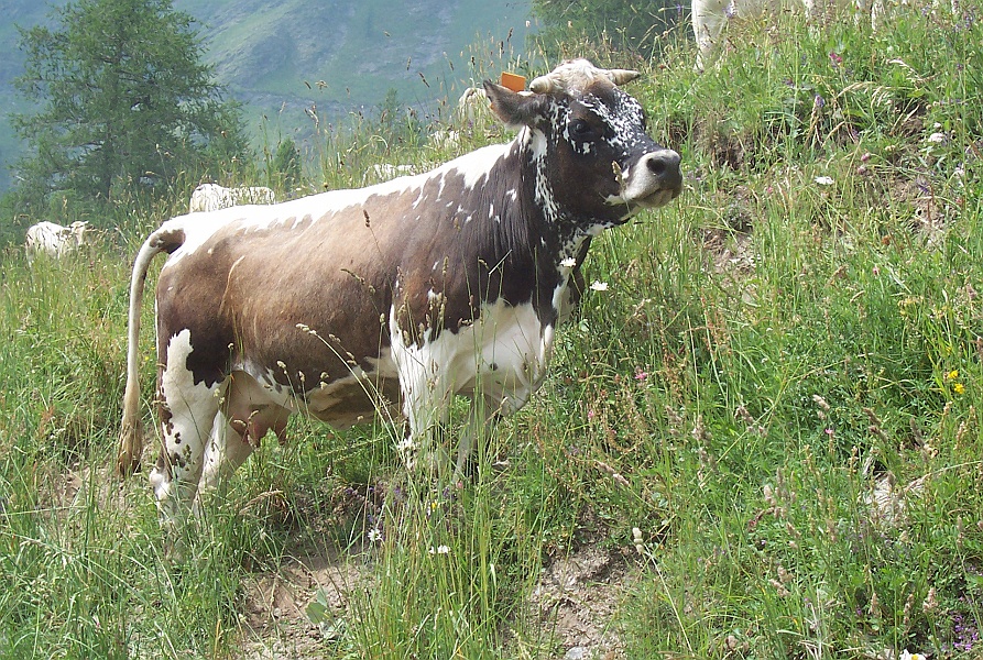 Clicca per vedere la Foto Originale
