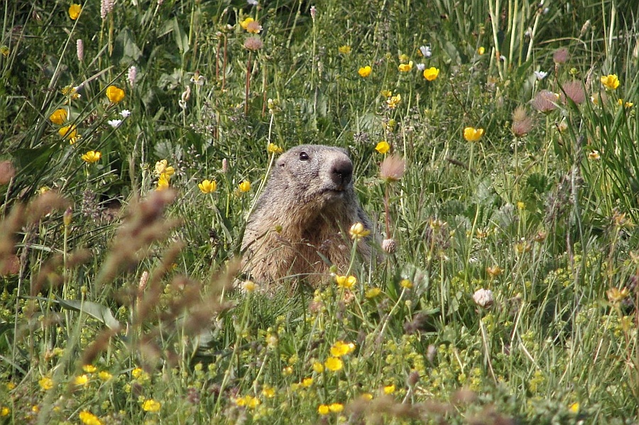 Clicca per vedere la Foto Originale