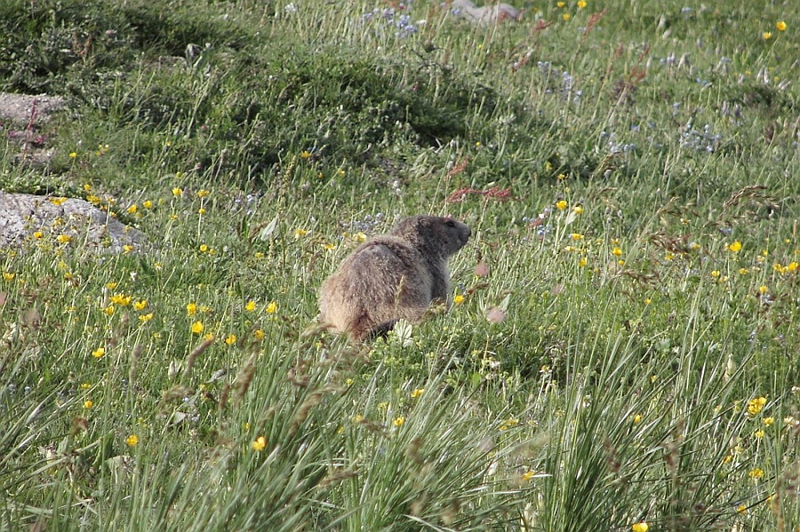 Clicca per vedere la Foto Originale